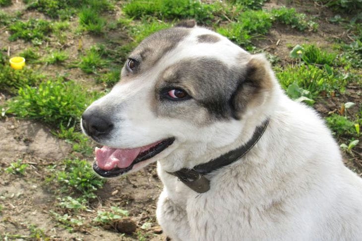 How to Protect Your Dog from Ticks: Effective Methods dog