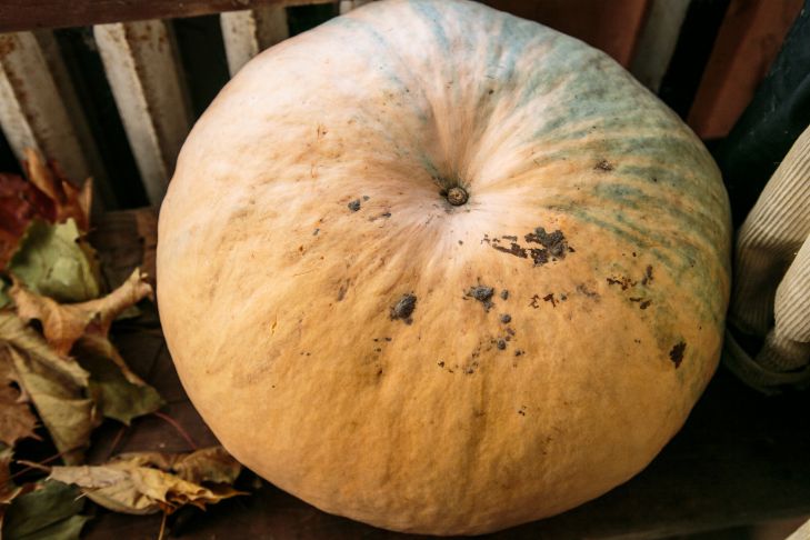 After what crops to plant pumpkin: the harvest will be much higher pumpkin