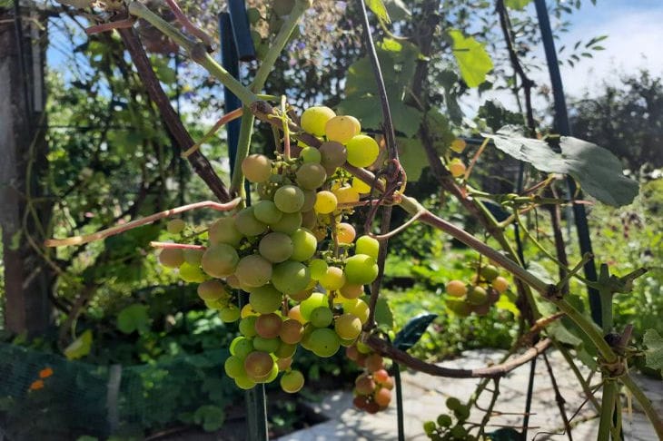Pruning grape vines: when and how to do it right grape