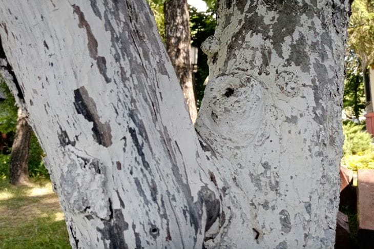 What, why and how to whitewash trees in the garden: we sort it out with an agronomist tree