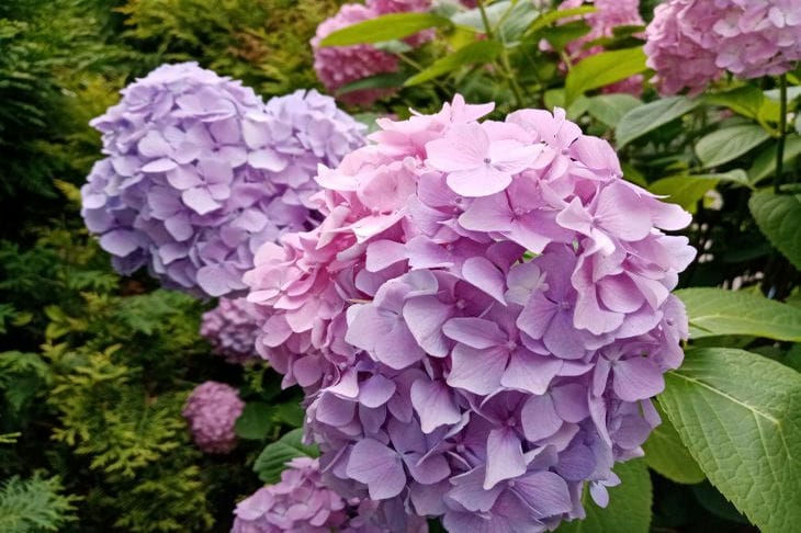 What is better to plant: rhododendrons or hydrangeas hydrangeas