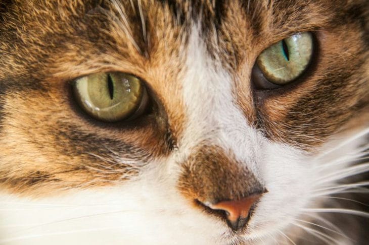 How to teach a cat to use the toilet cat
