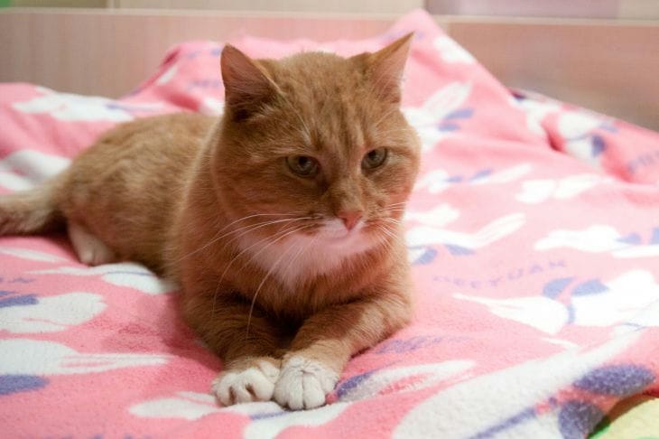 How to prolong the life of an elderly cat: care and attention cat
