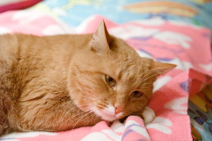 How much should a cat weigh: veterinarians named the exact figure cat