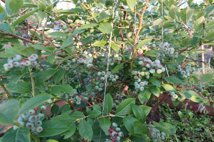 A fast-moving bush eater: what is a boxwood moth and how to deal with it a bush