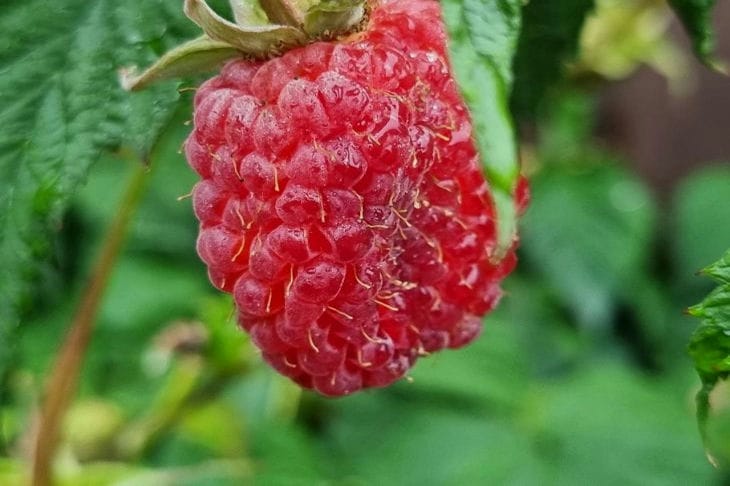 How to Protect Cherries and Raspberries from Birds: Here's a Simple and Effective Method raspberry