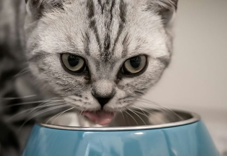 Why Cats Bury Their Bowls: Not All Pet Owners Know bowl