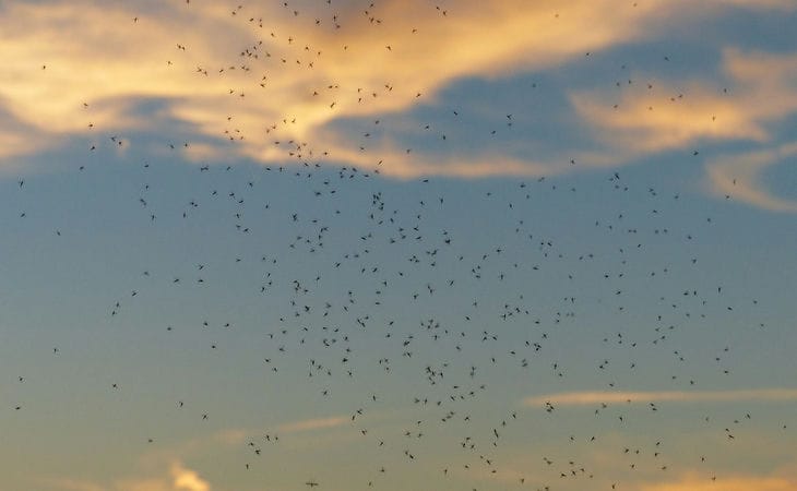 How to protect yourself from midges in nature: folk remedies that every home has midges