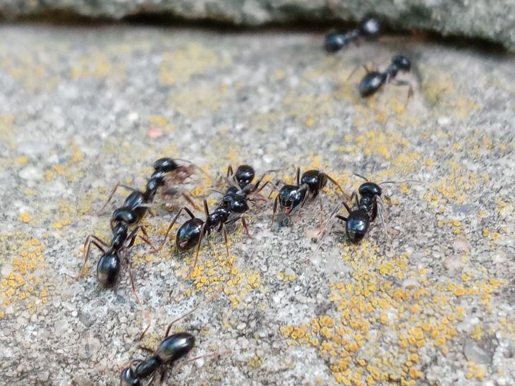 How to drive ants away from a plot: methods used by experienced gardeners ants