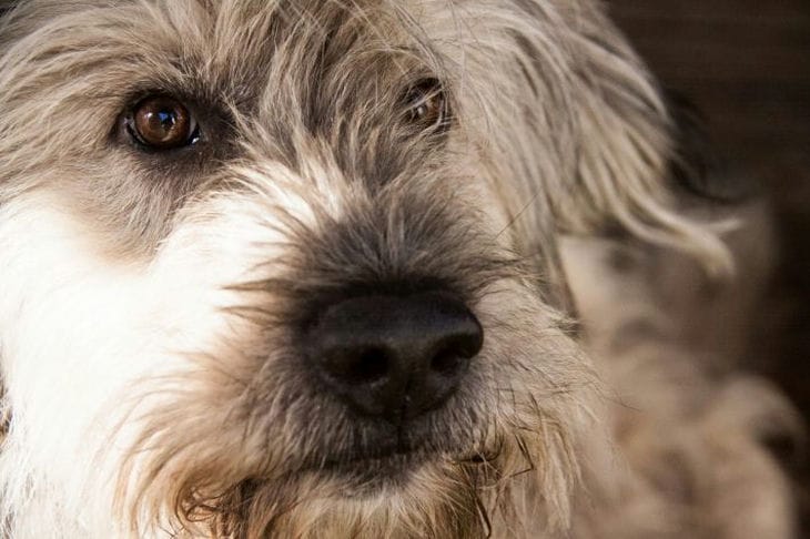 Food and Emotions: How Nutrition Affects a Dog's Mood dog