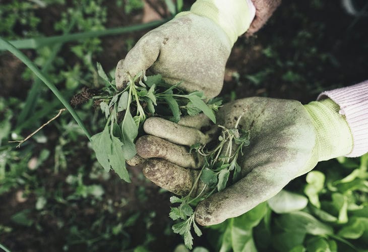 Weeds will disappear in just 24 hours: how to get rid of harmful vegetation for the entire season - summer residents reveal secrets weeds