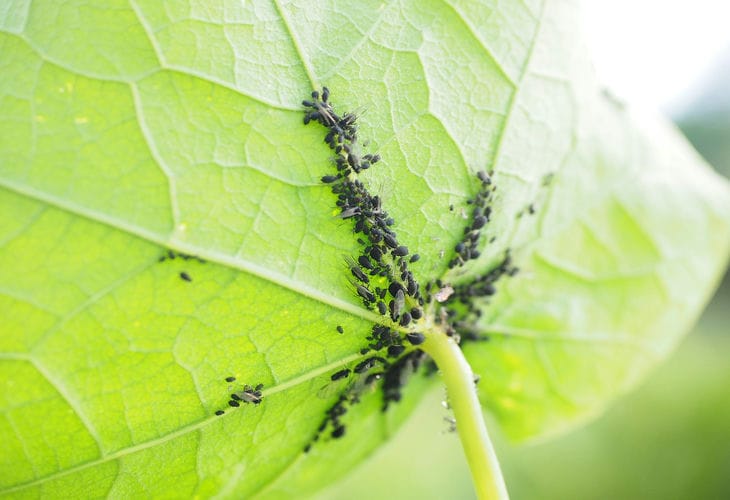 Black aphid on cherry: how to get rid of the pest and save the harvest aphid