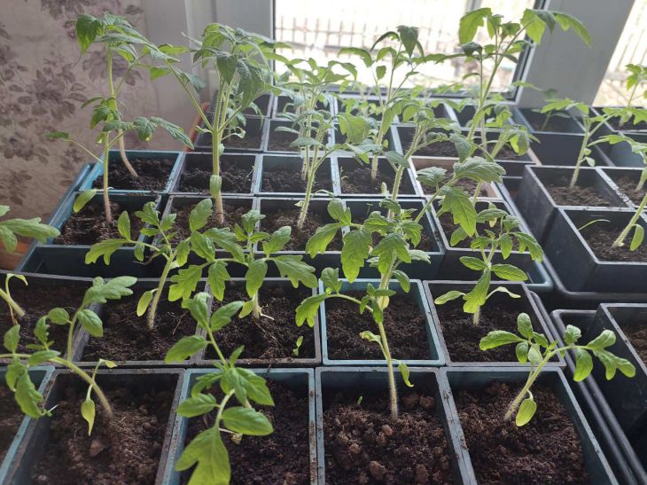 Just a spoon per bucket: cucumbers and tomatoes will explode Seedling