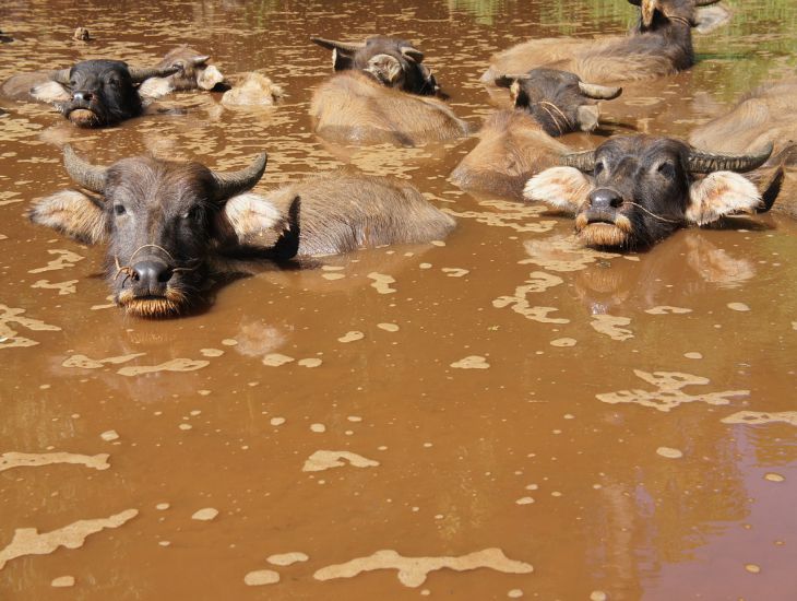 Moscow Region Veterinarians Help Buffalo Recover After Giving Birth buffalo
