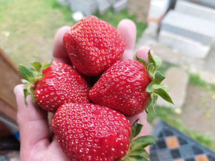 What will happen to your body if you eat strawberries every day strawberry