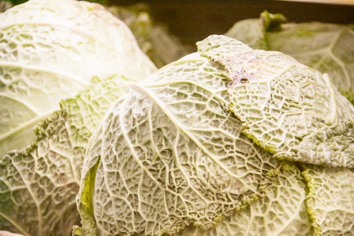 Why Cabbage Heads Crack and Rot: 3 Unobvious Reasons street