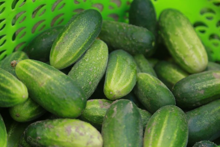 There will be a lot of cucumbers: apply this fertilizer in June - the yield will be high cucumbers