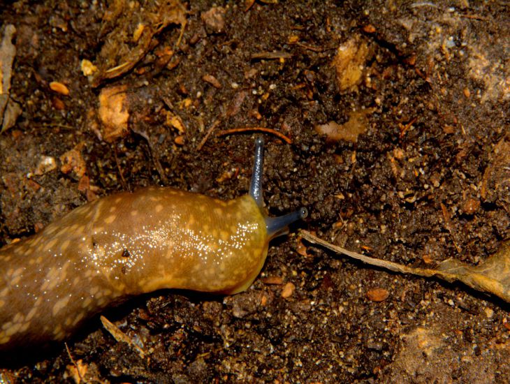 Stop, slugs and caterpillars: how to get rid of pests - soda will help slug