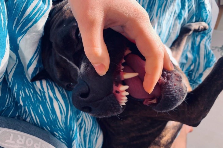 Why a dog howls and what to do about it: veterinarians explained dog