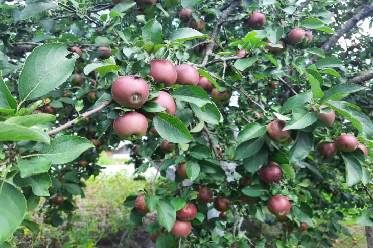 How to protect apple trees from harmful fungus: fruit rot will no longer ruin the harvest apple trees
