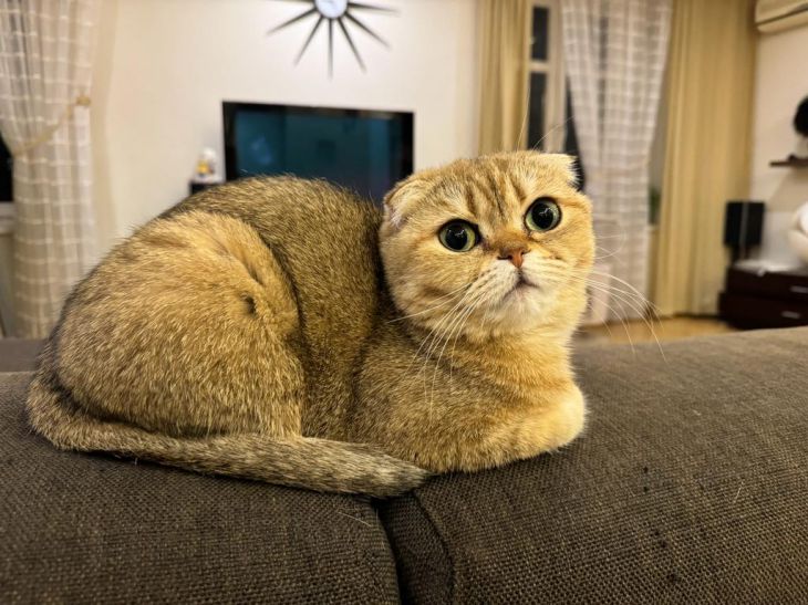 A gift to the owner or personal interest? Why do cats steal random objects – scientists have revealed the secret of the habit Cat