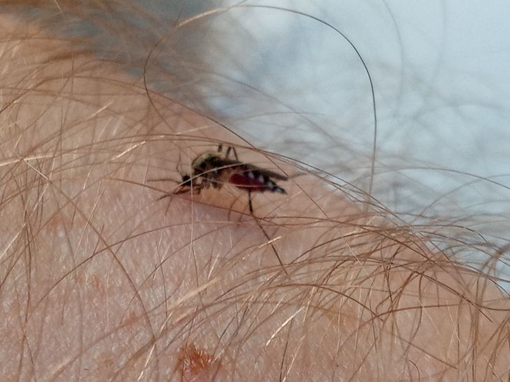 Entomologist tells how to protect yourself from mosquitoes and horseflies Mosquito