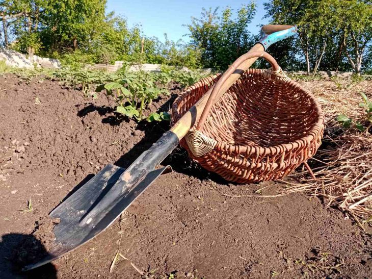 Don't repeat the mistakes of other summer residents: here's when you need to dig up potatoes - signs Shovel