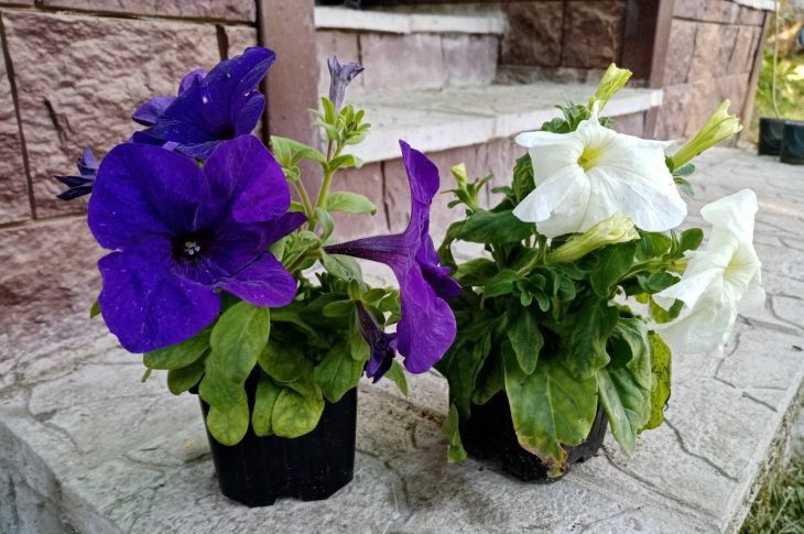 Why Houseplants Refuse to Grow: 3 Unexpected Reasons plants