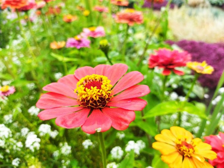 What holiday is today: July 17, 2024 - events and signs of Andrey Nalyva's day Flowers