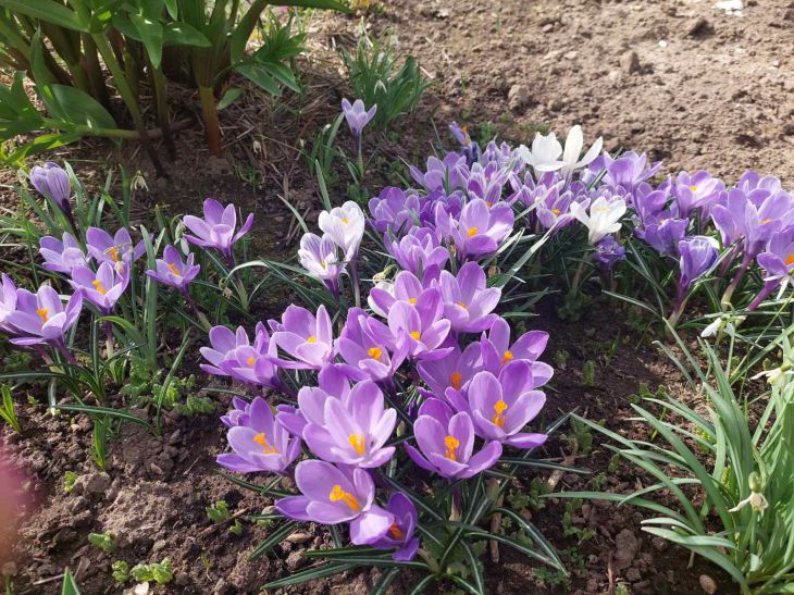 What holiday is today: July 5, 2024 - events and signs of Evseev's day Flowers