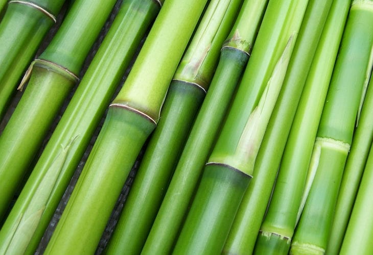 Advantages of bamboo in the interior: the secret of the popularity of the finishing material - the designer shares advice bamboo
