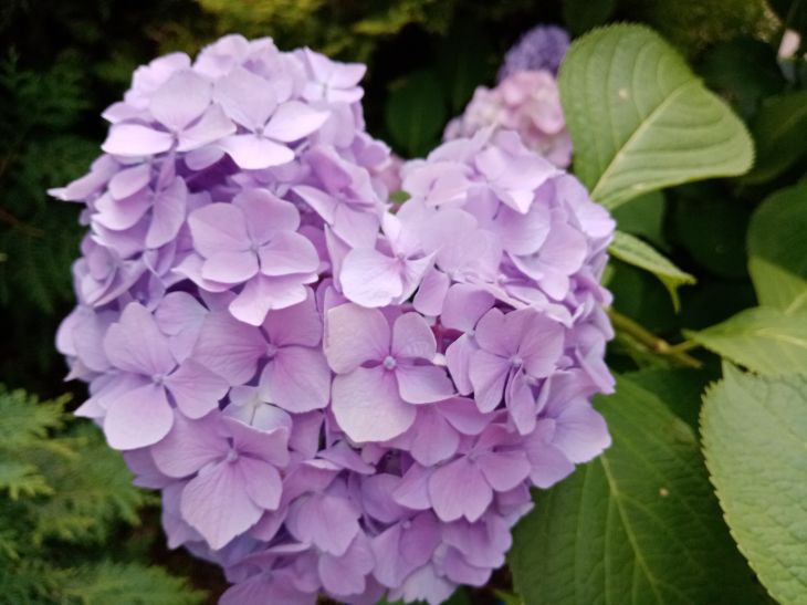 Benefits Not Just for People: Which Flowers Love Kefir Feeding hydrangea