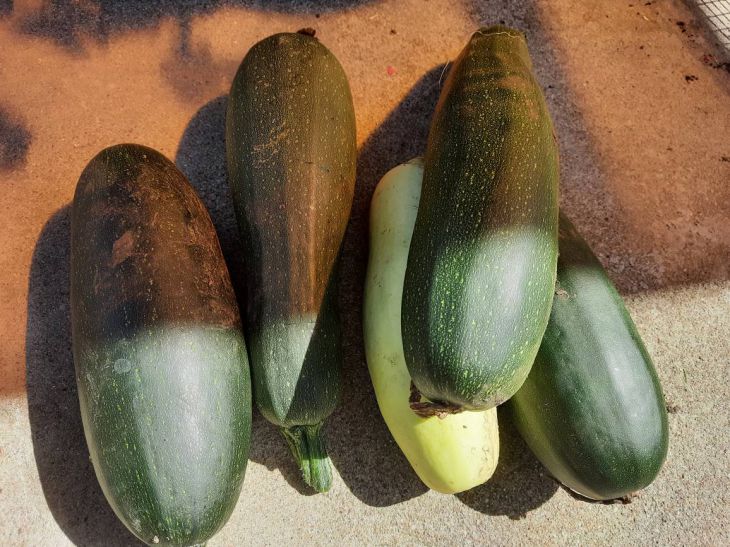 Zucchini pancakes will be fluffy and not watery: 3 tricks and 1 secret ingredient for incredible taste - a chef shares zucchini