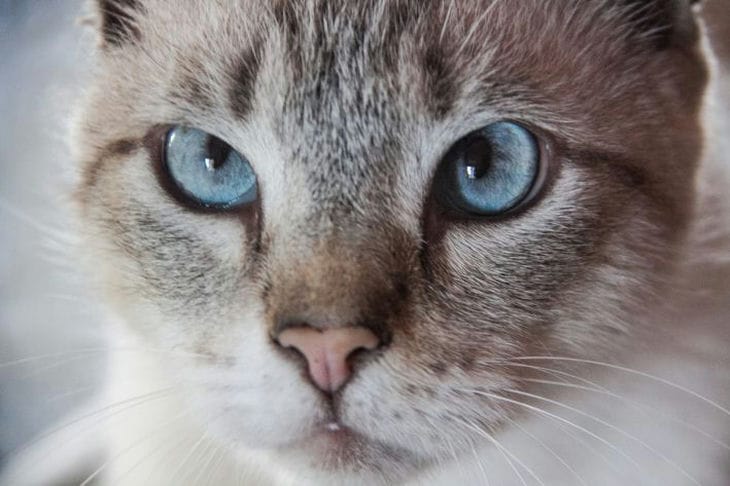 Purring: Cats' Language of Love - Facts That Will Surprise You cat