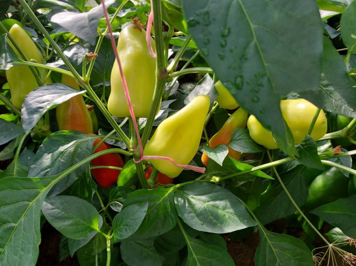 How to Water Peppers Properly in the Heat: Methods of Experienced Gardeners pepper