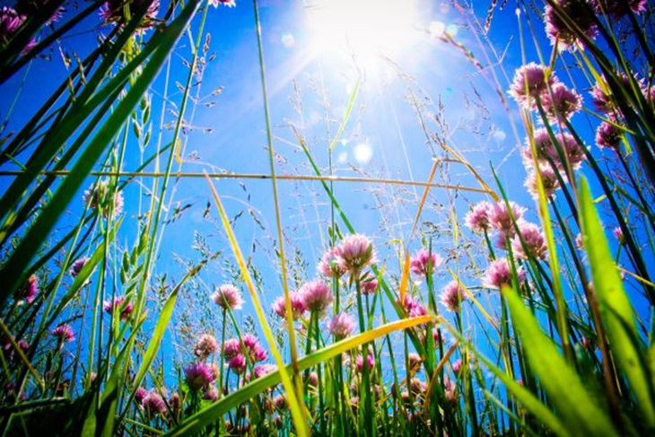 What holiday is today: August 8, 2024 - events and signs of Ermolaev's day Nature