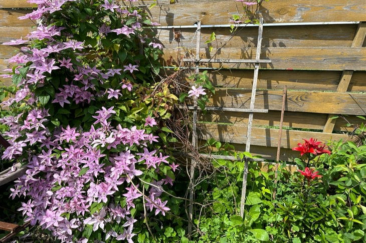 Why clematis does not bloom: the main reasons that everyone can face clematis