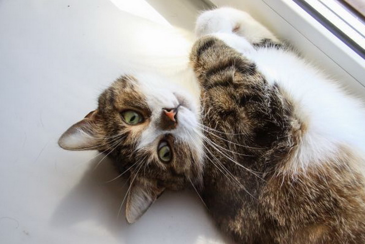 The most affectionate breeds: these cats will melt even a dog lover's heart cat