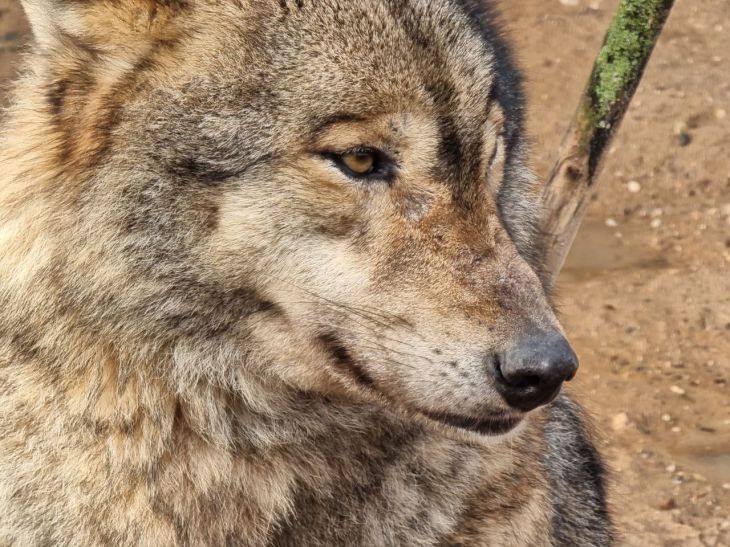 In Krasnoyarsk Krai, two people were bitten by a rabid wolf wolf