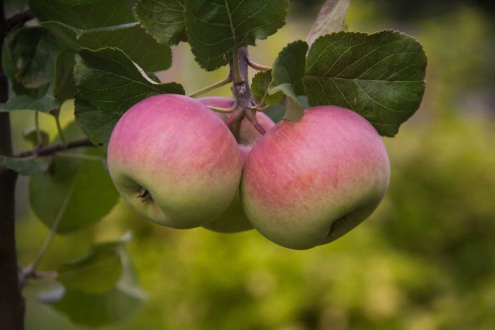 Why do black spots appear on apples: can you eat such fruits apple