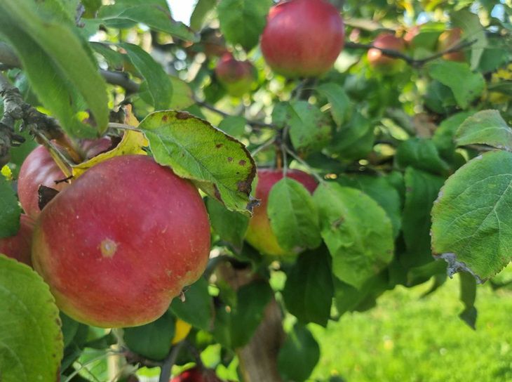 Half a kilo per bucket – and you won’t see rotten apples anymore: this is what you need to treat trees with in September Apples