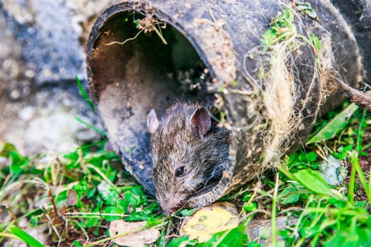 The mouse issue will be resolved in a jiffy: this remedy is more dangerous for rodents than a cat - your dacha is protected Mouse