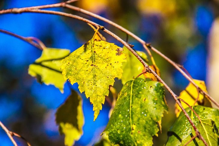 What holiday is today: September 25, 2024 - events and signs of Artamonov day Leaves