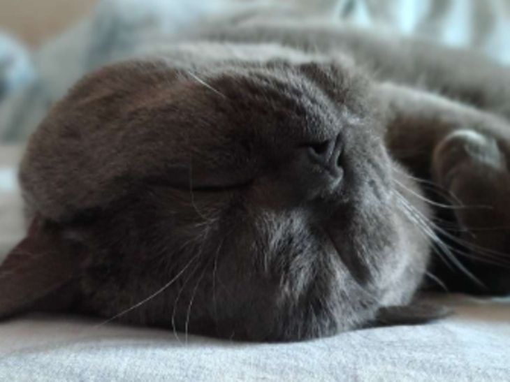 Which family member does the cat consider to be the weakest and most pliable person? cat