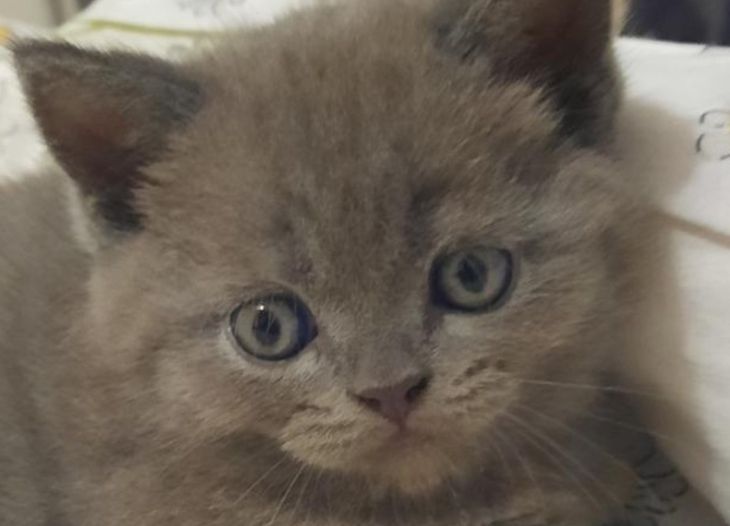 When Cats Behave Like This, They Feel Lonely: Don't Miss These Signals cat