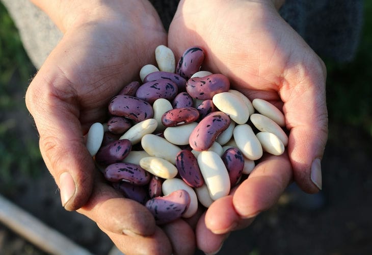 White or red: which beans are healthier beans