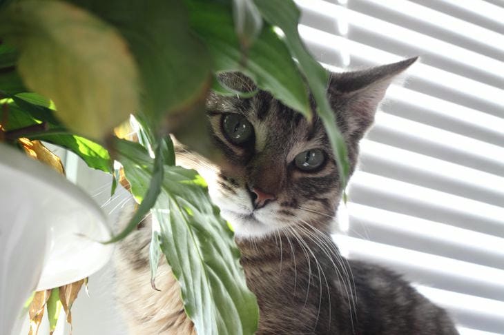 What You Shouldn't Treat Your Cat With: 10 Dangerous Foods From Our Table cat