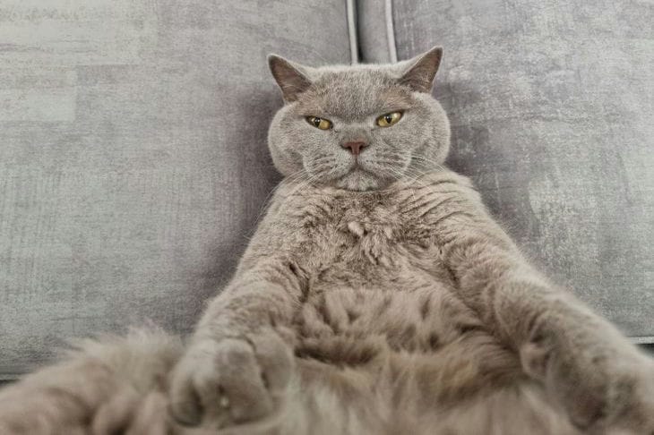 Why does a cat attack its tail: behavior, reasons and solutions cat