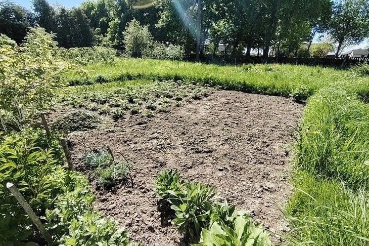 How to Prepare Beds for Planting Winter Garlic: Key Stages for a Rich Harvest garden
