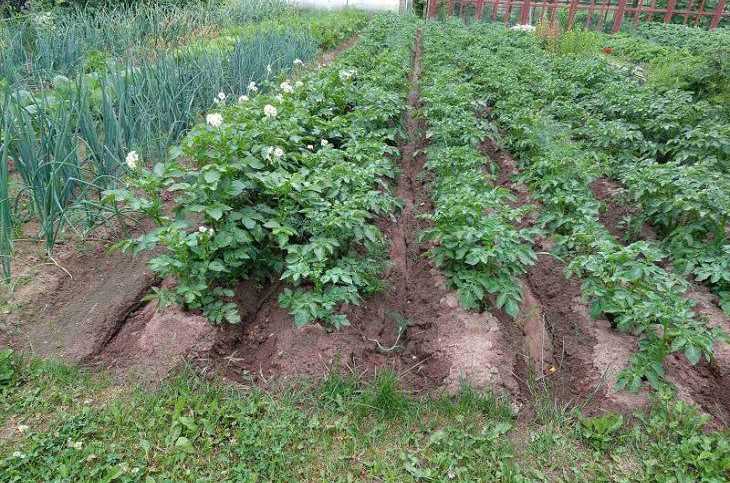 Why Water Your Garden in September: It's Vital garden
